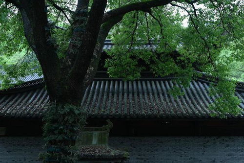 头陀寺旧事,这座温州最美寺院竟是消失在时光中的校园