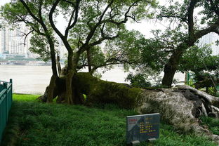 温州行 江心屿、洞头望海楼与仙叠岩的山水画卷