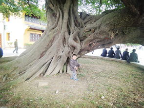 诗屿寻踪，航标探秘——温州江心屿亲子自驾周末游全攻略